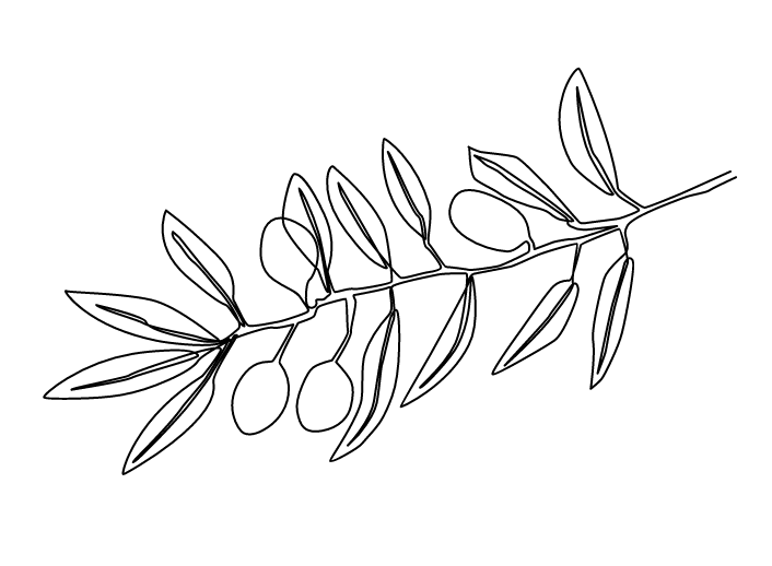 Olive Branch drawing